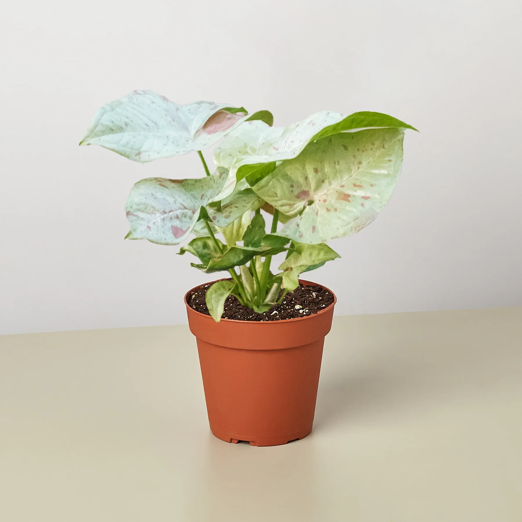 Confeti de leche Syngonium