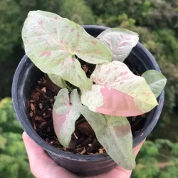 Confeti de leche Syngonium