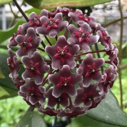 Hoya Pubicalyx - Púrpura real hawaiano