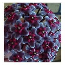 Hoya Pubicalyx - Púrpura real hawaiano