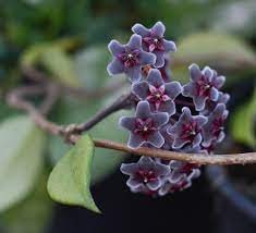 Hoya Pubicalyx - Púrpura real hawaiano