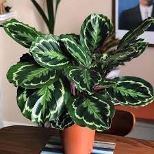 Medallón de Calathea