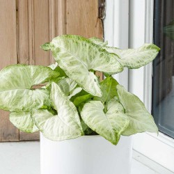 Mariposa blanca de Syngonium