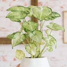 Mariposa blanca de Syngonium