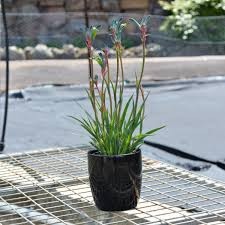 Fuegos artificiales de las celebraciones de Anigozanthos