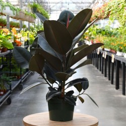 Ficus Borgoña
