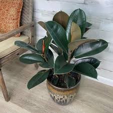 Ficus Borgoña