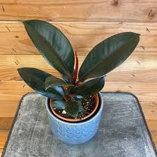 Ficus Borgoña