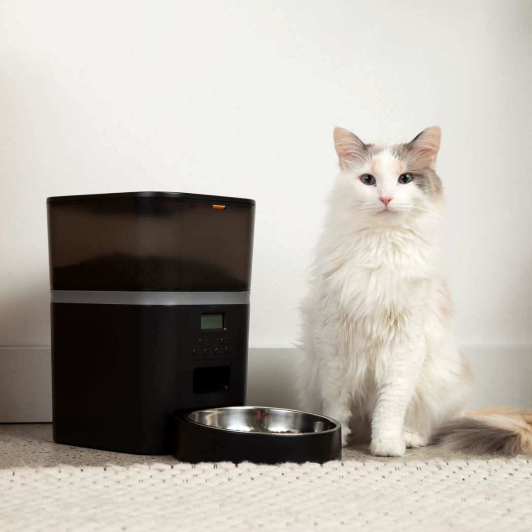 El comedero automático para gatos KittyFeeder