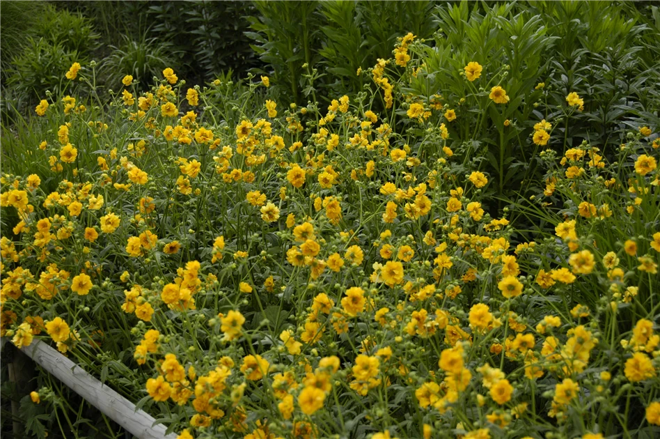 Bola de oro de Geum