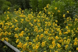 Bola de oro de Geum