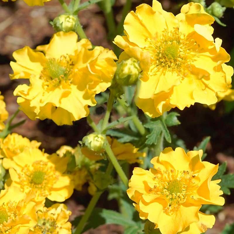 Bola de oro de Geum