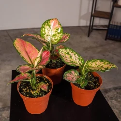 Belleza de Aglaonema