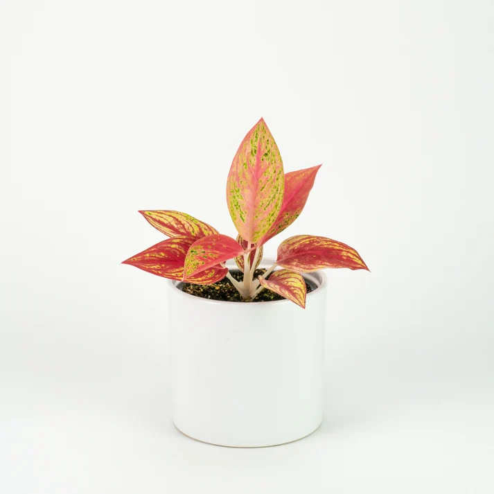 Aglaonema Estrella Dorada