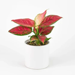 Pequeña Aglaonema Lady Valentine