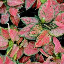 Pequeña Aglaonema Lady Valentine