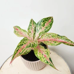 Aglaonema 'Mariposa rosa'