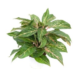 Aglaonema 'Mariposa rosa'