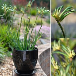Celebraciones de Anigozanthos Espíritu australiano