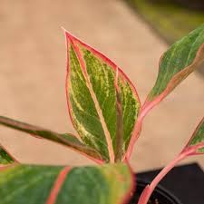 Aglaonema Zafiro