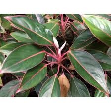 Aglaonema Zafiro