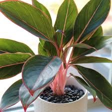 Aglaonema Zafiro