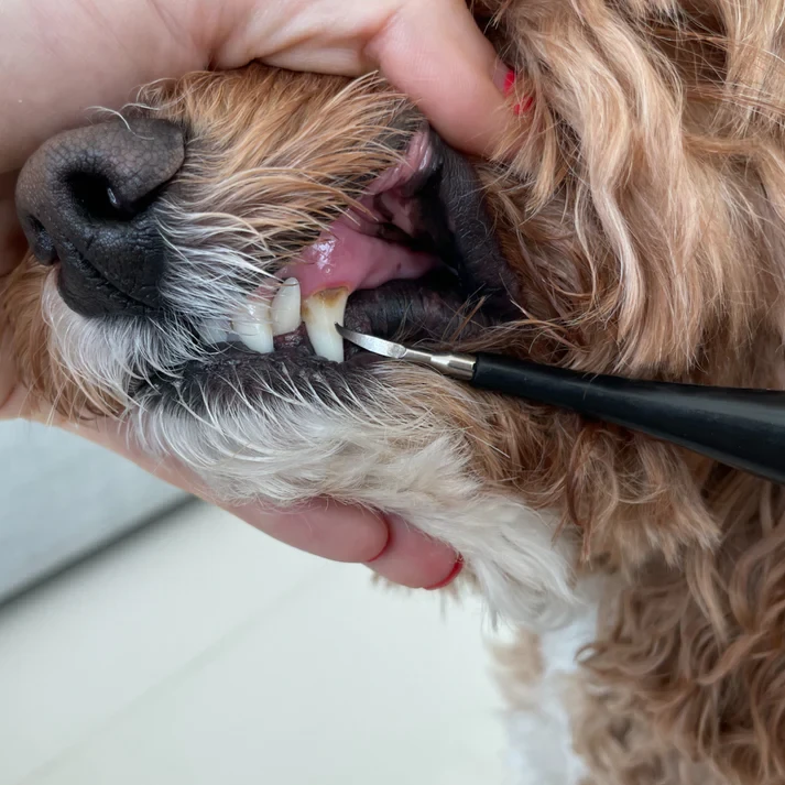 CaniLab - Raspador dental para perros