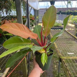Filodendro 'Príncipe de Orange'