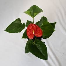 Jambo Rojo