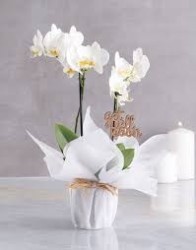 Orquídeas Midi