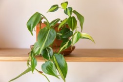 Filodendro hederaceum 'Rio'