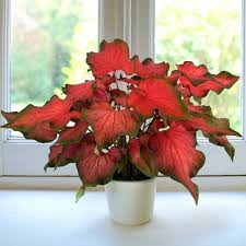 Caladium 'Princesa de cuento de hadas'