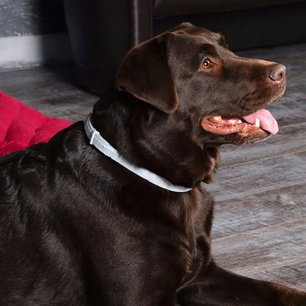 Collar DrPaws antipulgas y garrapatas para perros de 8 meses