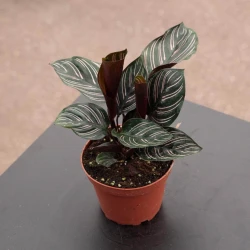 Calathea ornata "Rayas"