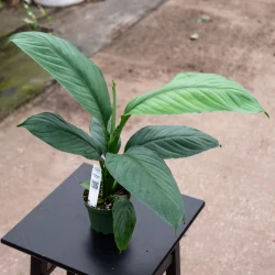 Sensación de Spathiphyllum
