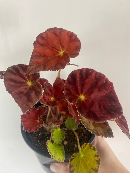 Mermelada de begonia