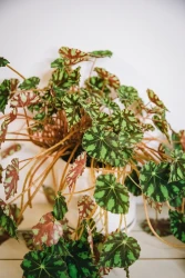 Begonia bowerae 'Pestañas'