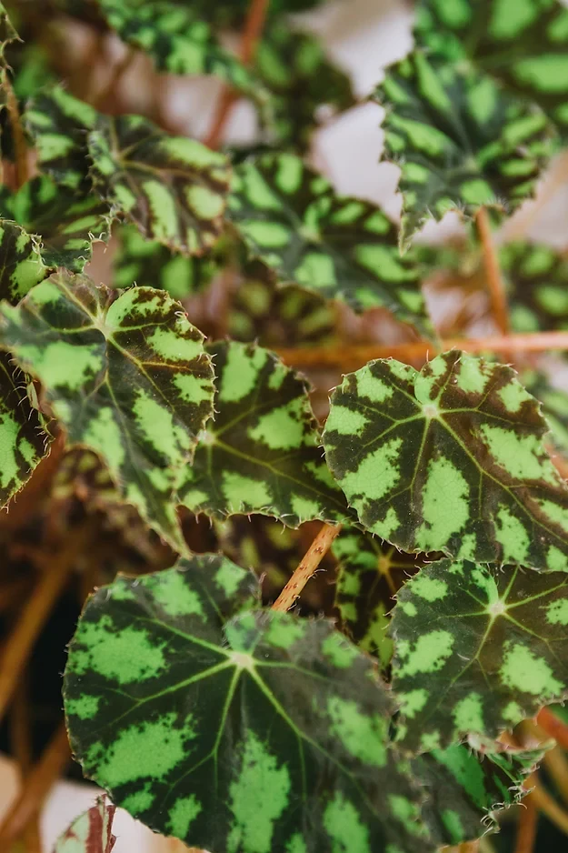 Begonia bowerae 'Pestañas'