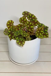 Begonia bowerae 'Pestañas'