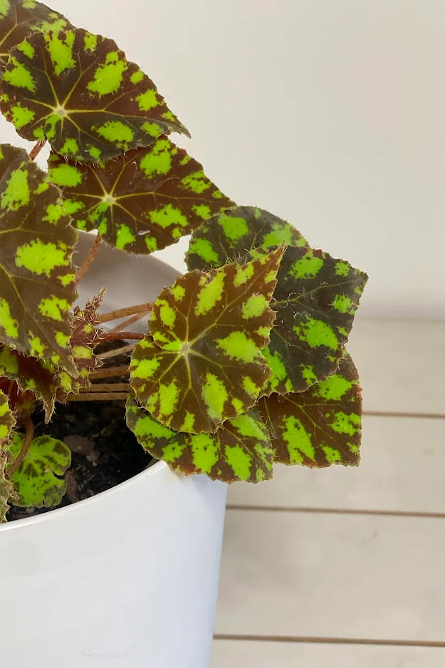 Begonia bowerae 'Pestañas'
