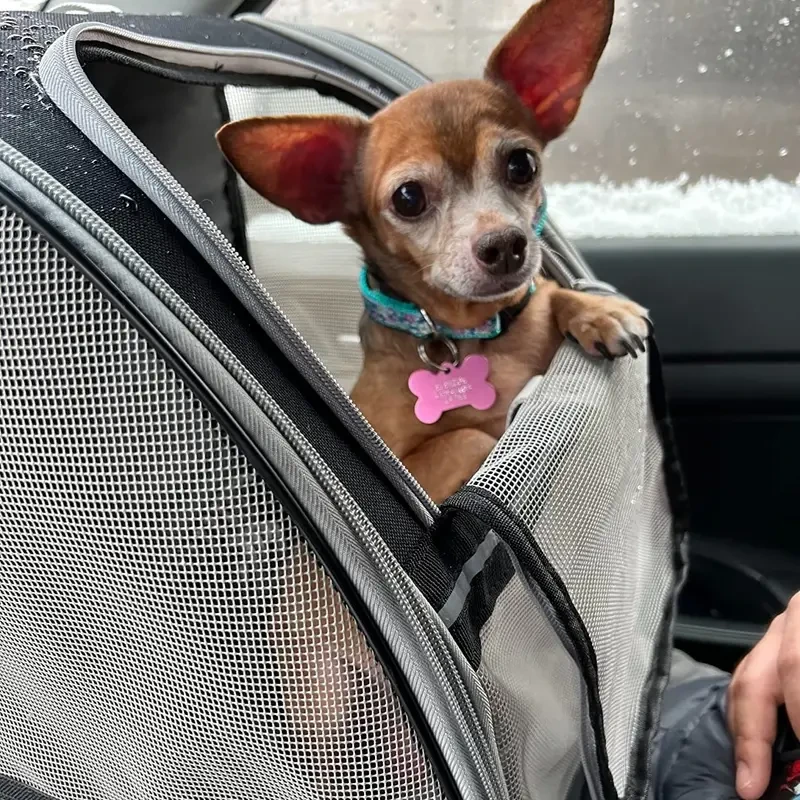 Mochila de viaje para mascotas: Transportín para gatos y perros
