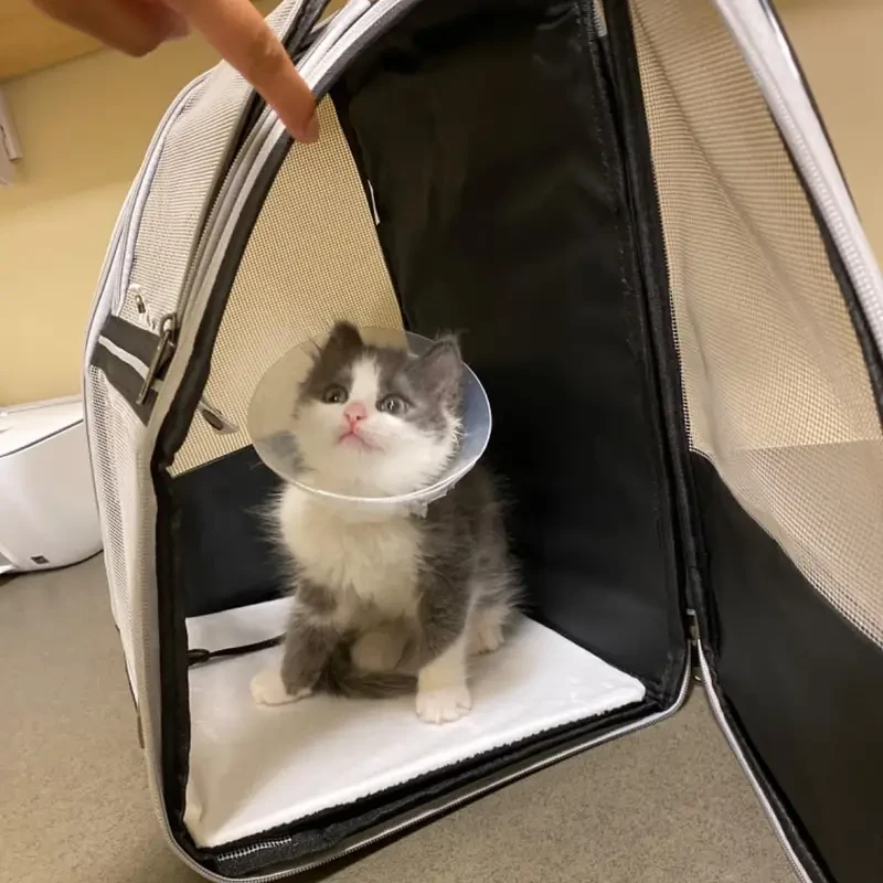 Mochila de viaje para mascotas: Transportín para gatos y perros