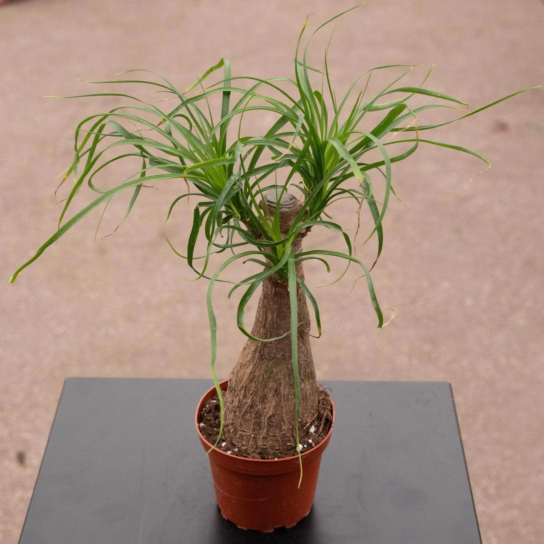 Beaucarnea recurvata "Palmera cola de caballo"