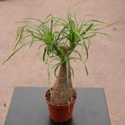 Beaucarnea recurvata "Palmera cola de caballo"
