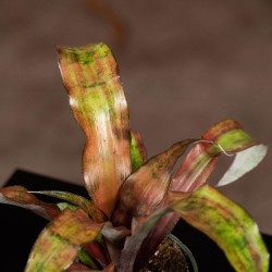 Bromelia Cryptanthus 'Calypso'