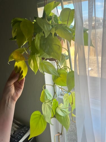 Philodendron hederaceum 'Lima Limón'