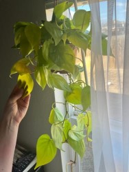Philodendron hederaceum 'Lima Limón'