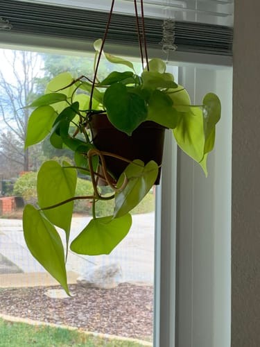 Philodendron hederaceum 'Lima Limón'