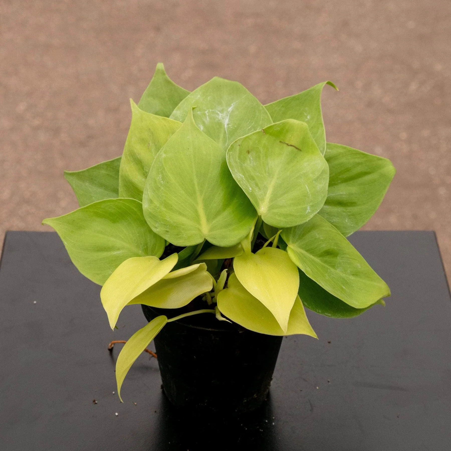 Philodendron hederaceum 'Lima Limón'