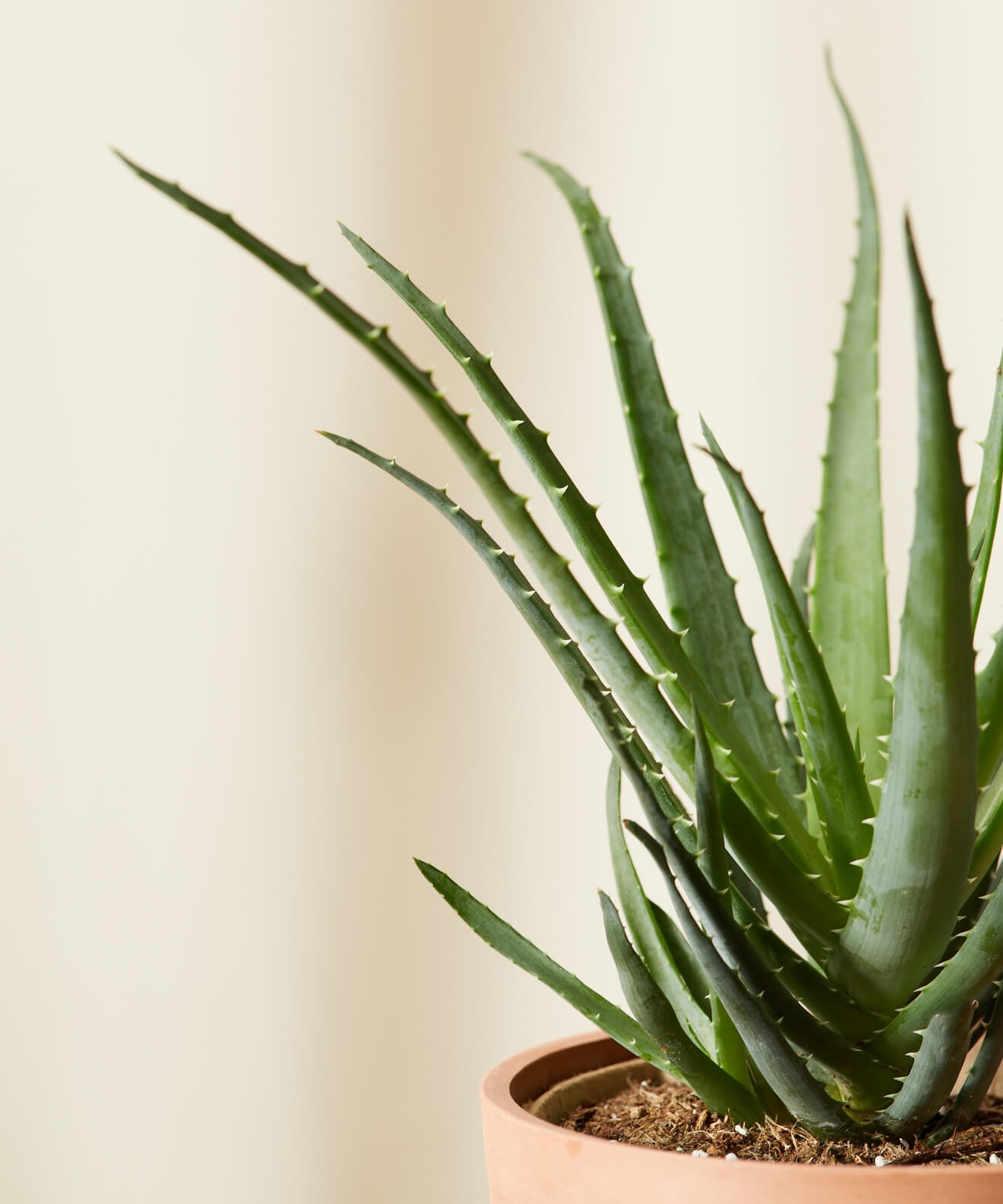 Aloe 'erizo'